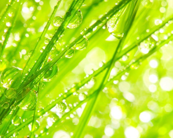 Природа зелень