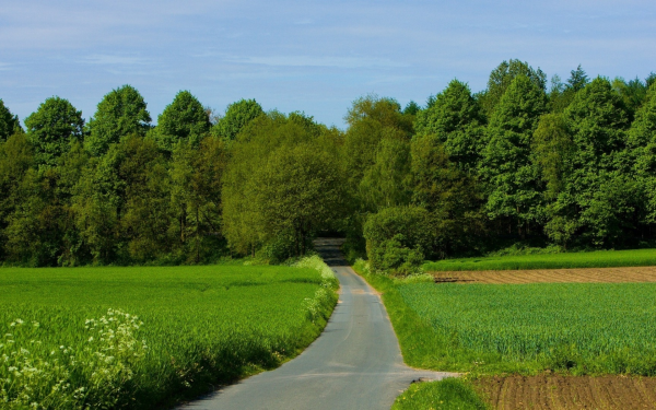 Дерево в поле