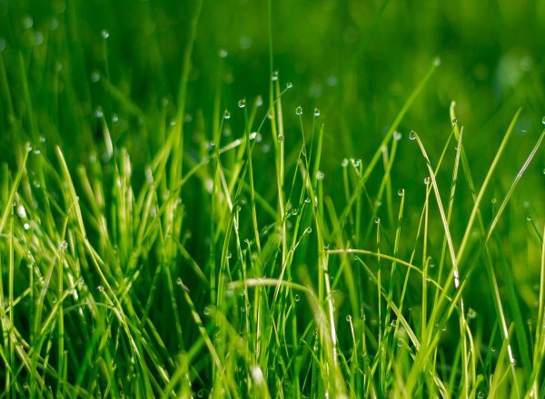 Поле зелень