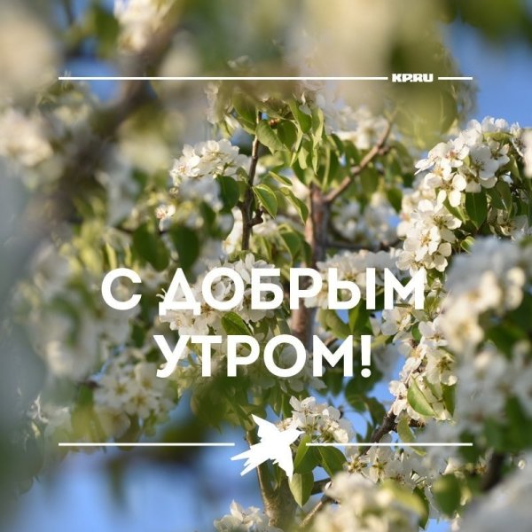 Доброе утро природа с надписью