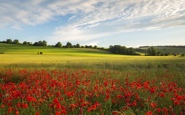 Летнее поле