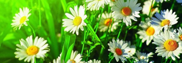 Летние обложки для одноклассников