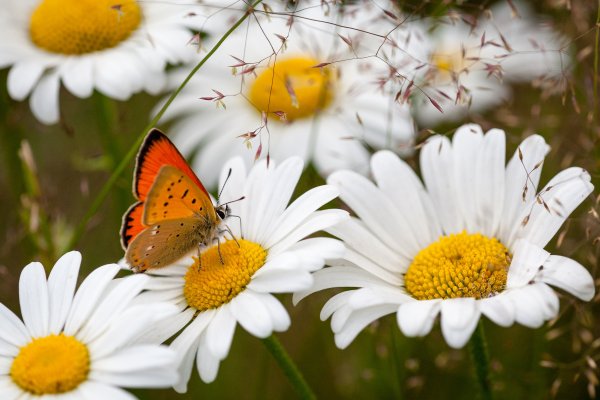 С летом поздравления