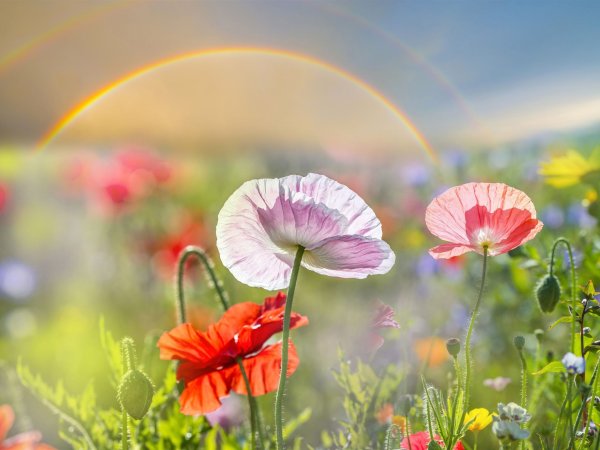 Доброго летнего дня