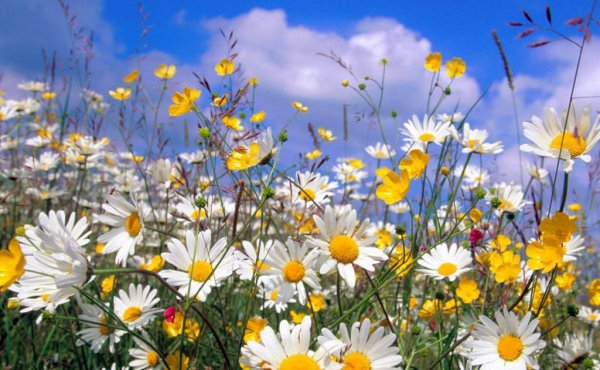 Ромашки и земляника