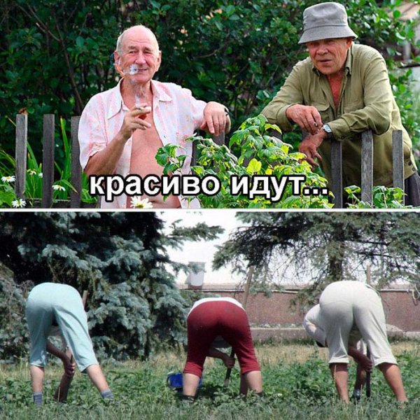 Приколы про дачу