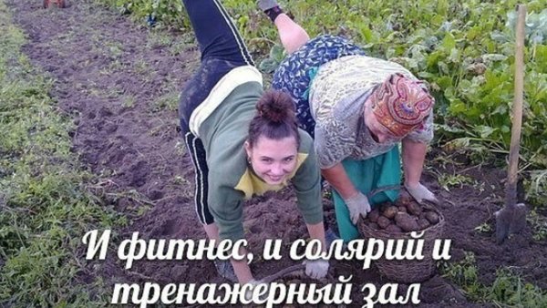 Кот на даче летом