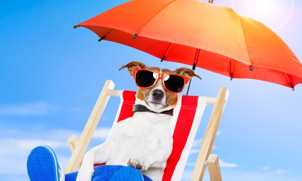 Приколы про лето