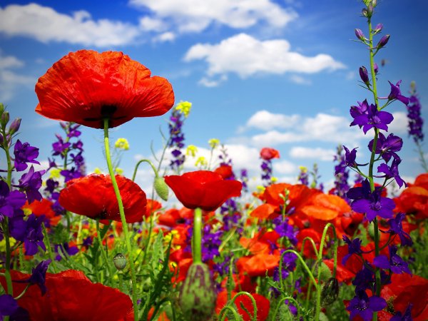 Обои с бабочками