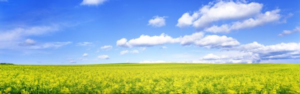 Луг панорама