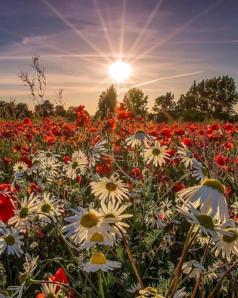 Ромашки в росе