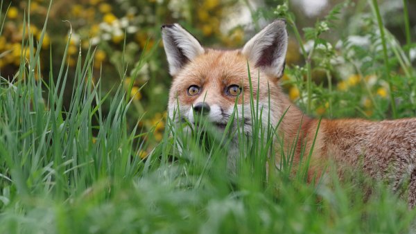 Лисьи глазки