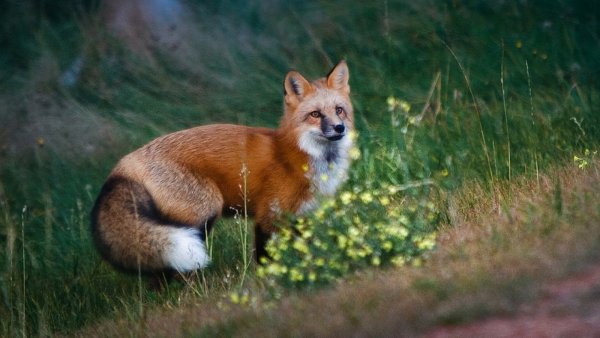 Лиса в дикой природе