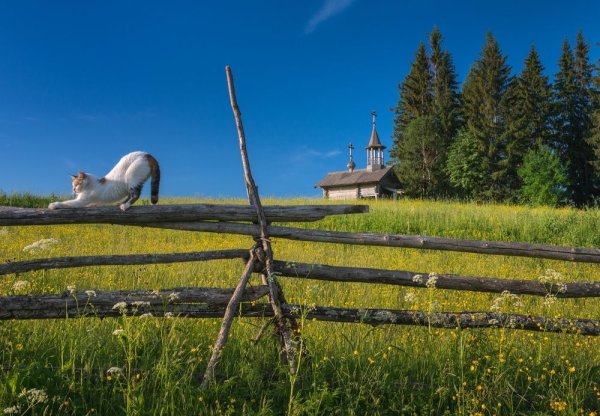 Кенозерский национальный парк лошади