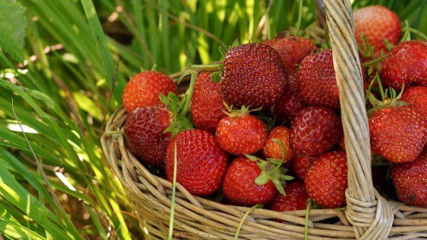 Лето клубника