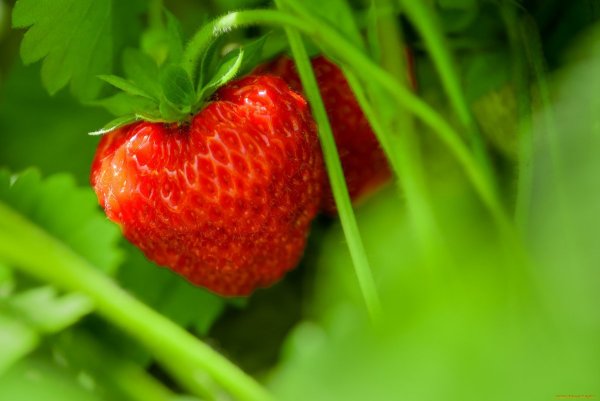 Клубника Макросъемка