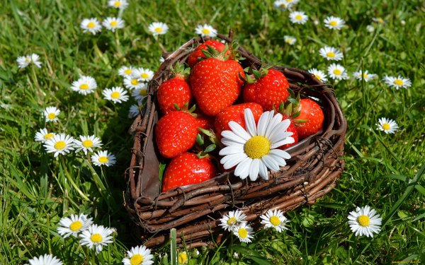 Ромашки и ягоды