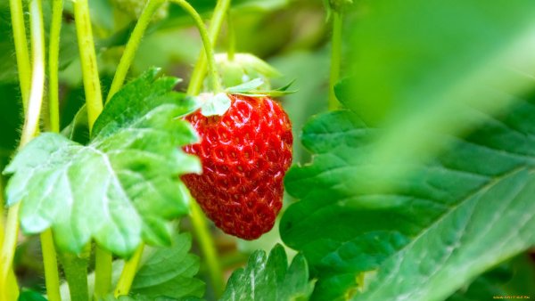 Березовая земляника