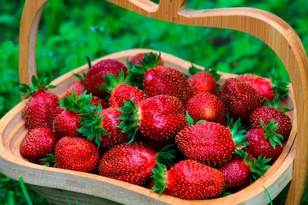 Земляника Садовая Индука