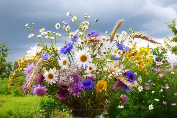 Красота полевых цветов