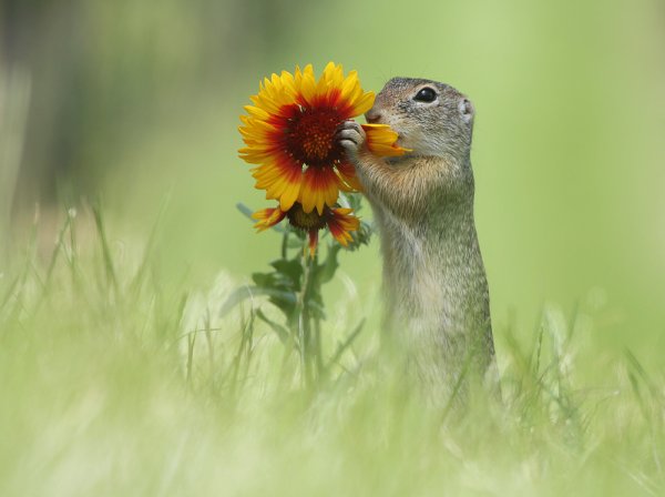 Лето природа животные