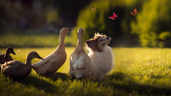 Домашние животные на природе