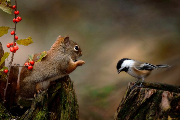 Природа и животные