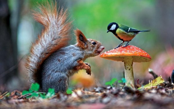 Вадим Трунов белки и птицы