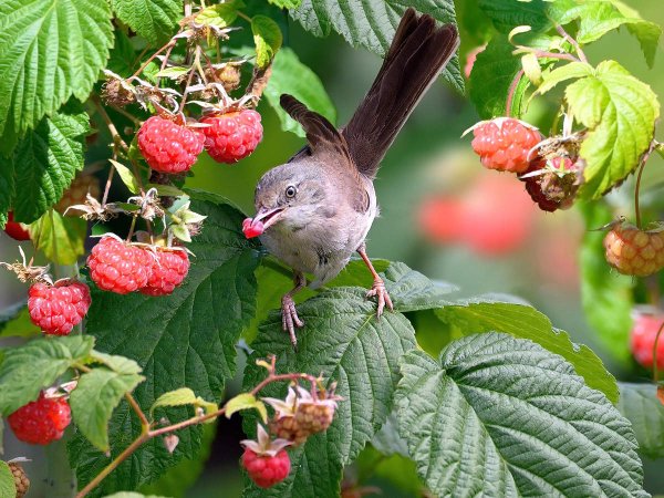 Малиннике, малиновый, Малиновки