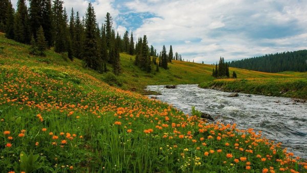 Тайга Ергаки