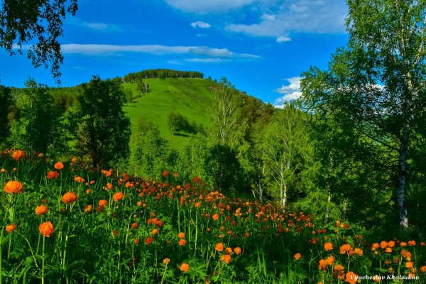 Цветы огоньки в лесах Кузбасса