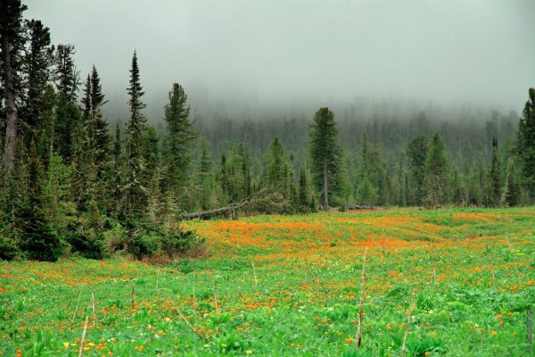 Природа после дождя