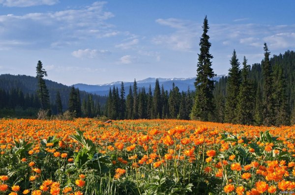 Природа Кузбасса березы