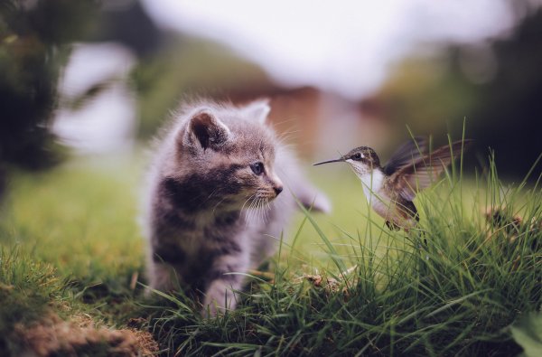 Звери на природе