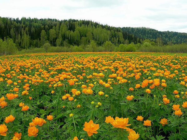 Таежные просторы Западной Сибири