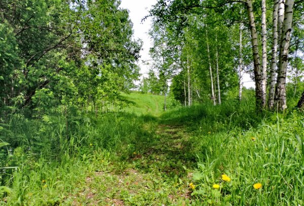 Лес река цветы