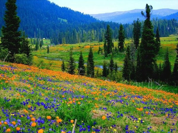 Купальница Горная Шория