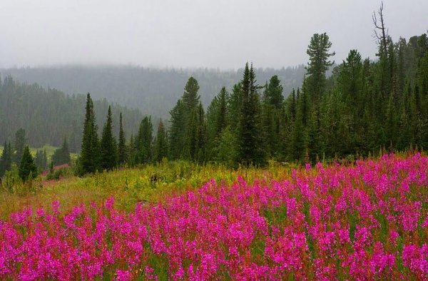 Хребет Листвяга