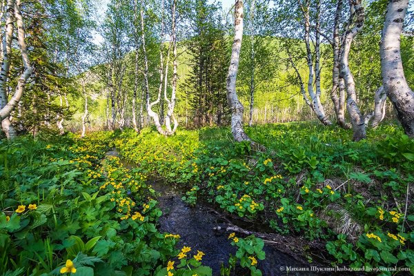 Сибирь Тайга и река