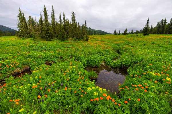 Природа Сибири лето