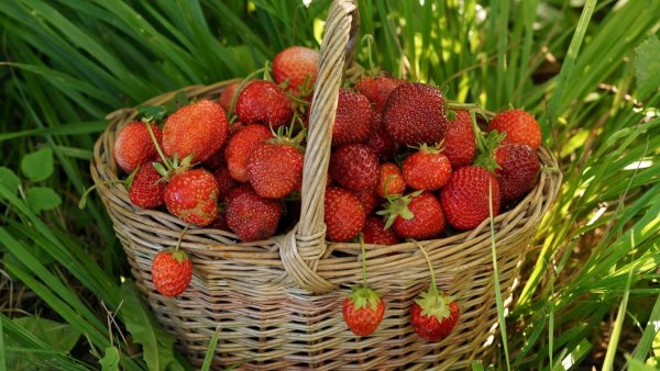 Клубника в корзинке
