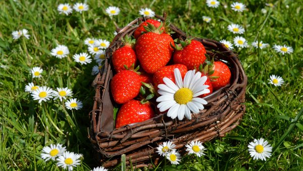 Малина смородина крыжовник