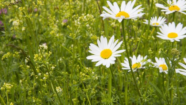 Лето на пороге