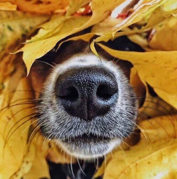 Осеннее настроение