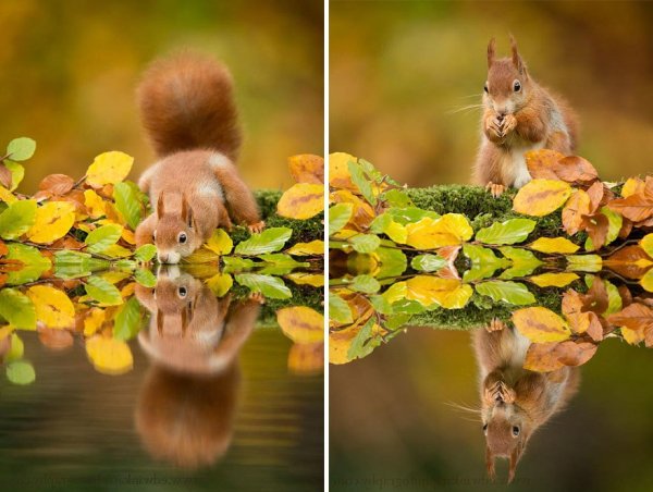 Лето осень животные