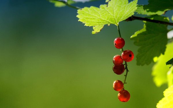 Обои на рабочий стол смородина