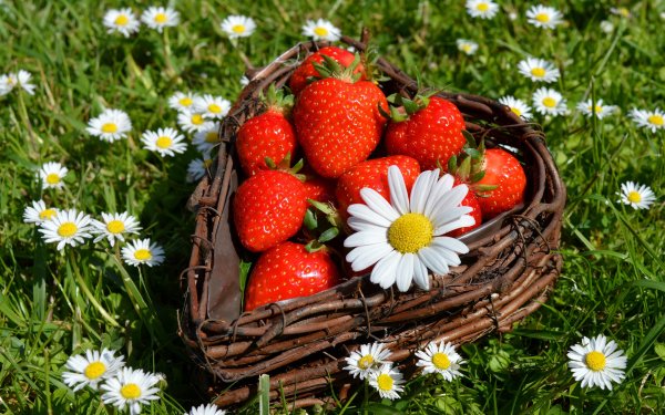 Ромашки и ягоды