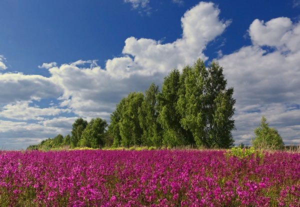 Луга Удмуртии