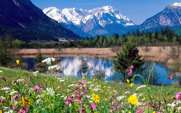 Горный Алтай Альпийские Луга