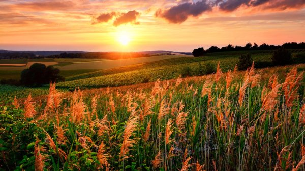 Природа поле